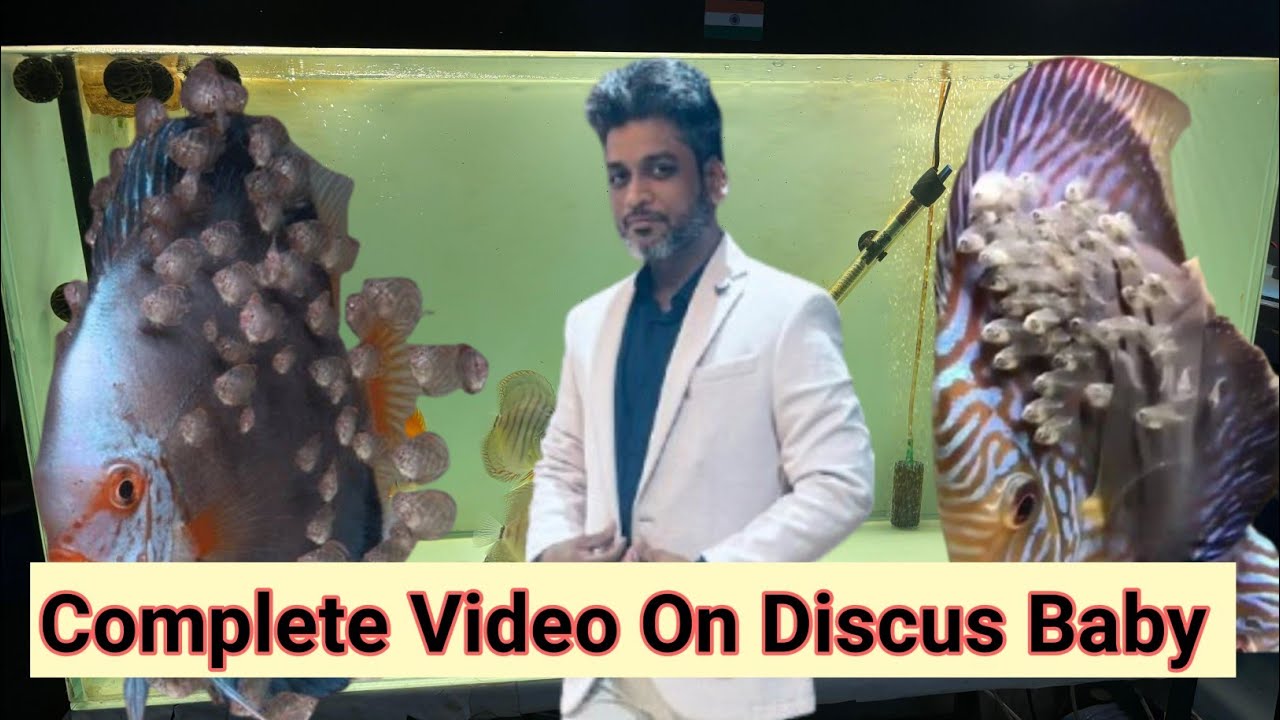 Discus baby complete care and guide// Discus fish baby care// Discus baby ko kya khilaye 
