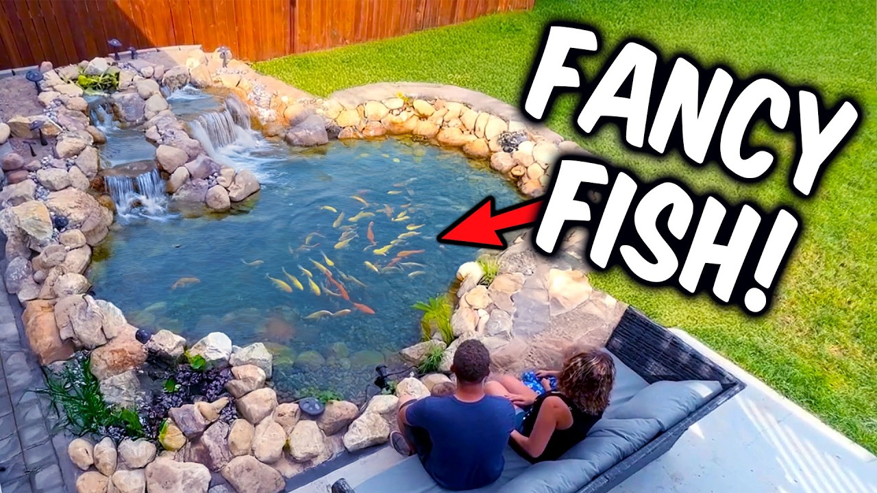 Beautiful Fancy Goldfish Backyard Pond