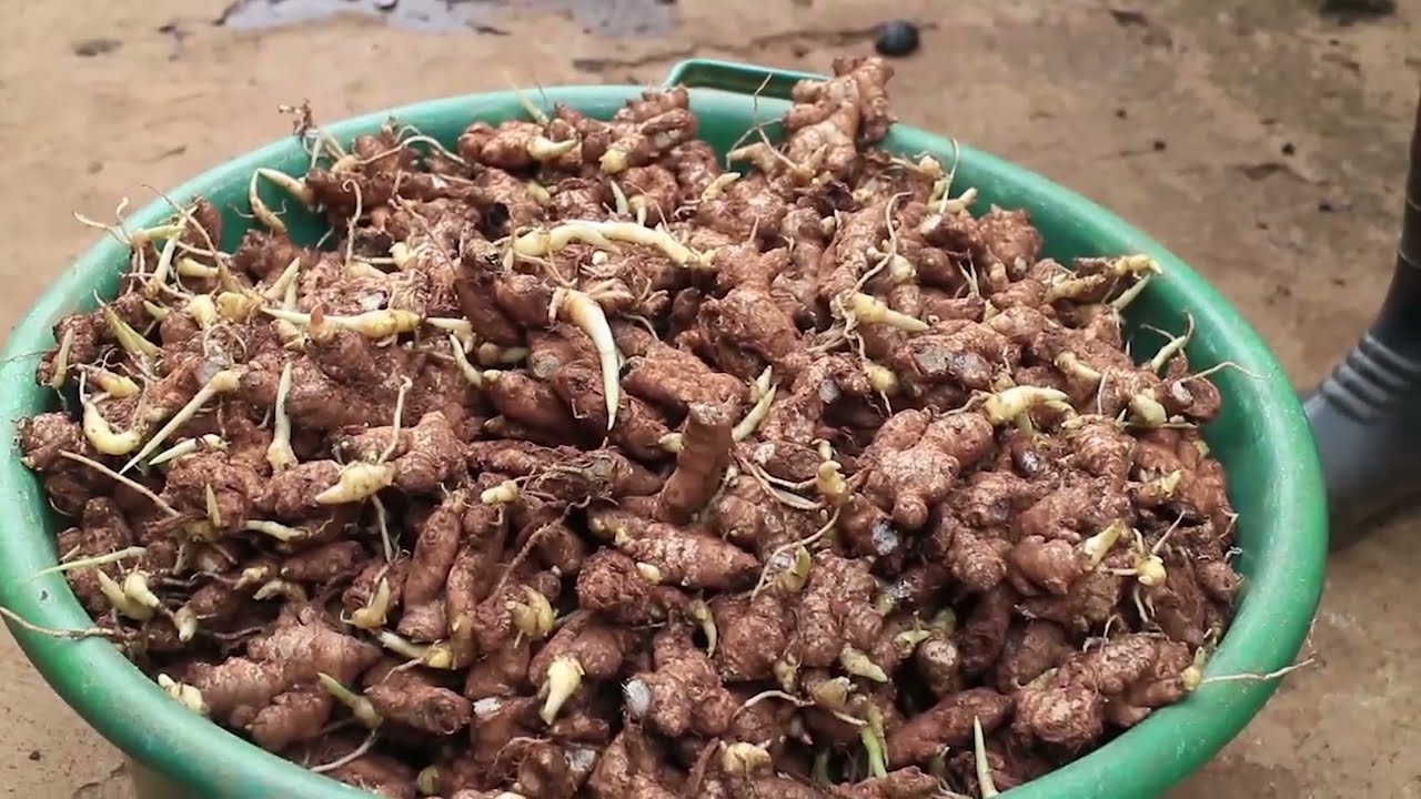 Okulima entangawuuzi part one