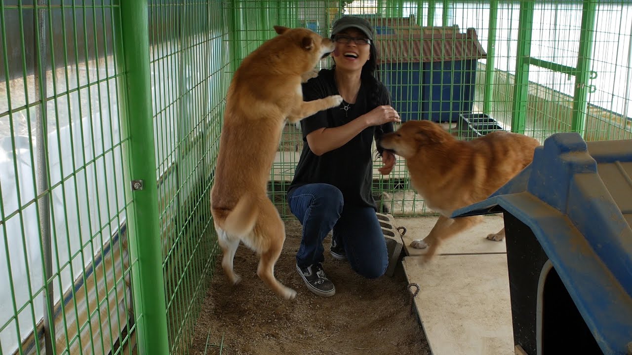 EK having fun with the Chicken Farm Dogs in Korea