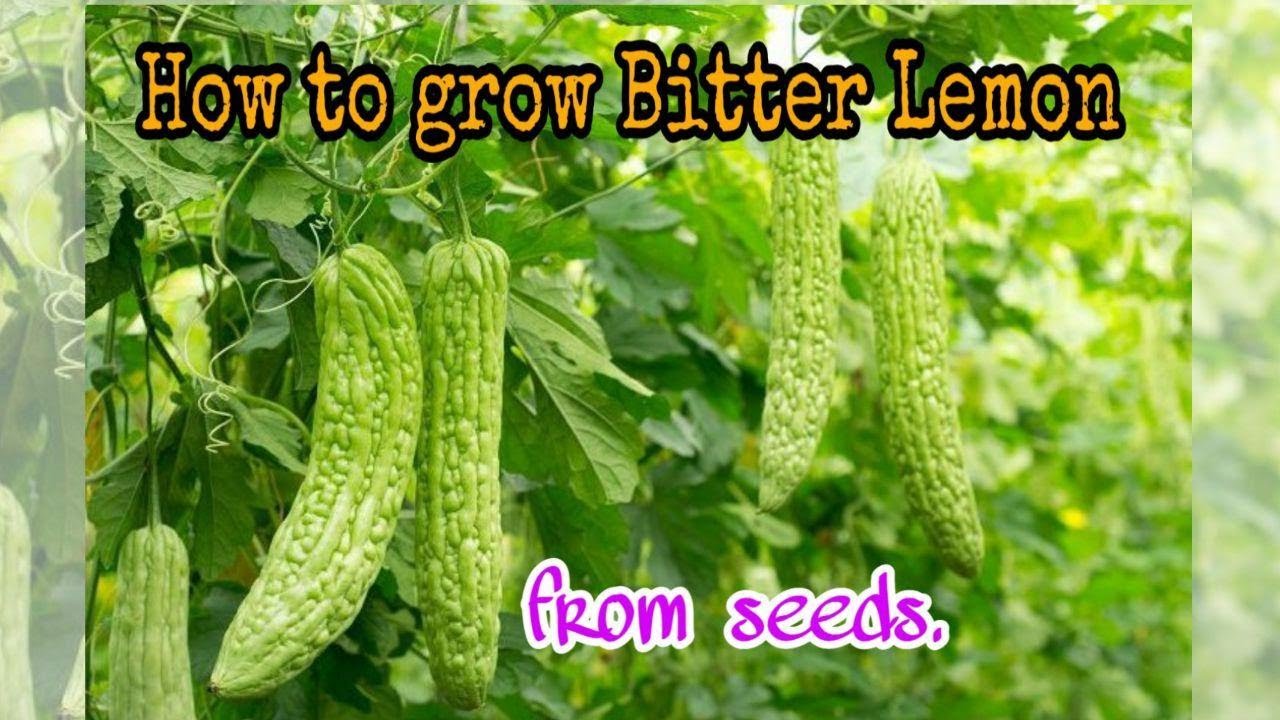 #Growing_Bitter_Lemon - How to grow bitter melon from seeds. by NY SOKHOM