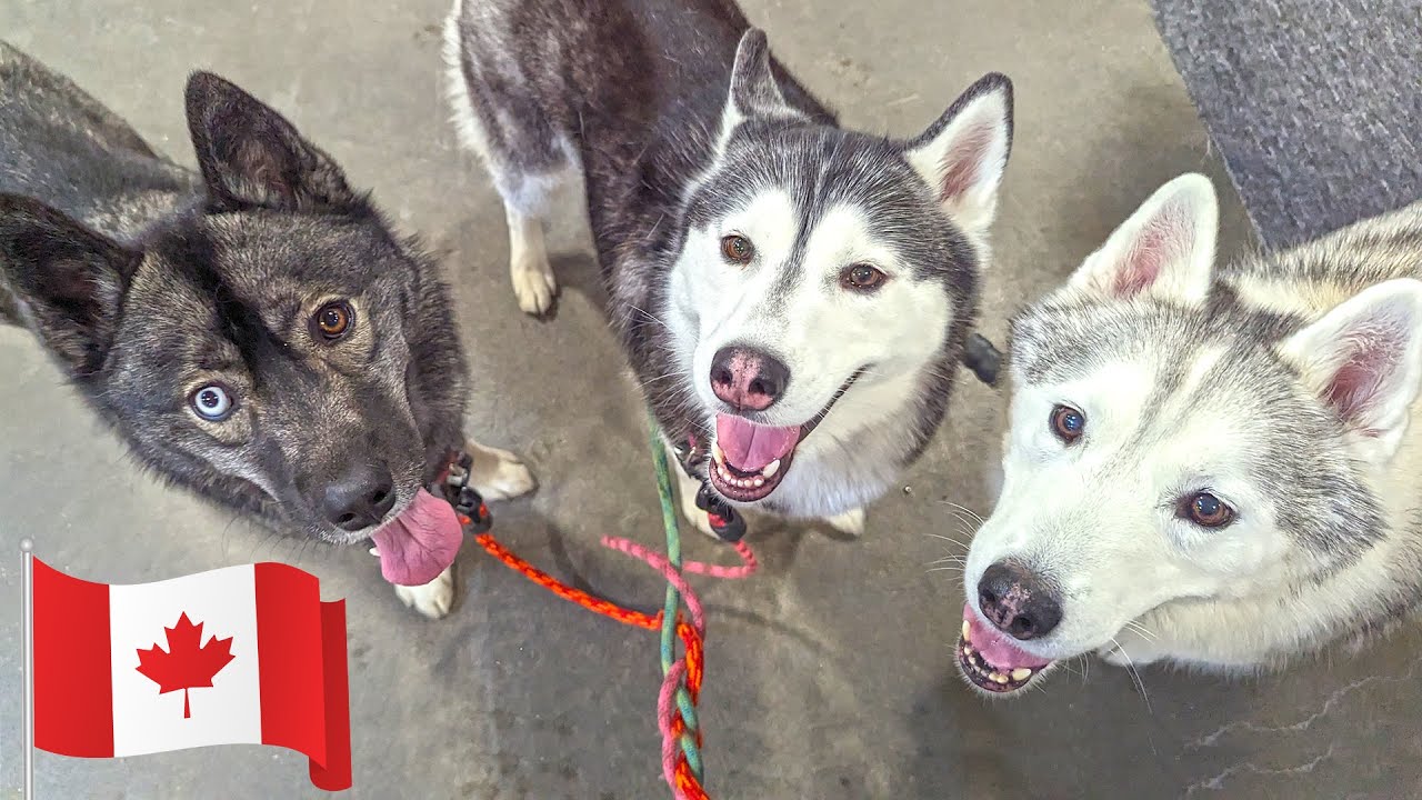 I Took My Dogs To The Canadian Pet Expo 🍁 For A Meet And Greet!