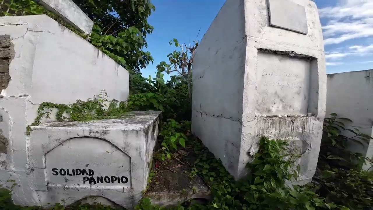 Nitsong Binalot ng Ugat ng Puno sa Mabini, Batangas