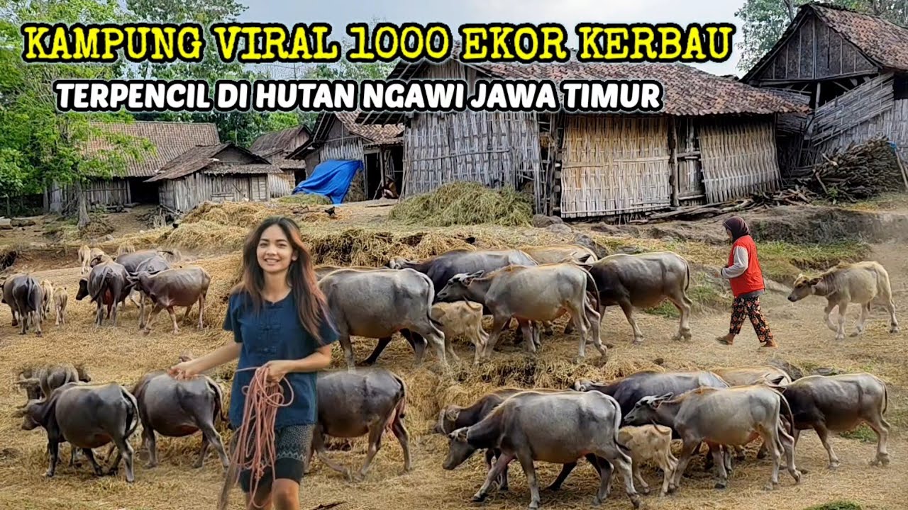 LAGI VIRAL KAMPUNG KERBAU TERPENCIL DI TENGAH HUTAN NGAWI JAWA TIMUR