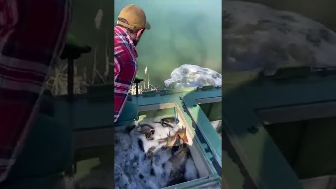 N&aacute;sada kapra Jar 2022 video1