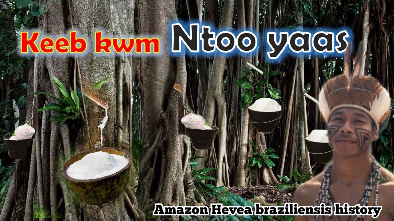 Keeb kwm ntoo yaas ( History of Hevea Brasiliensis plants )