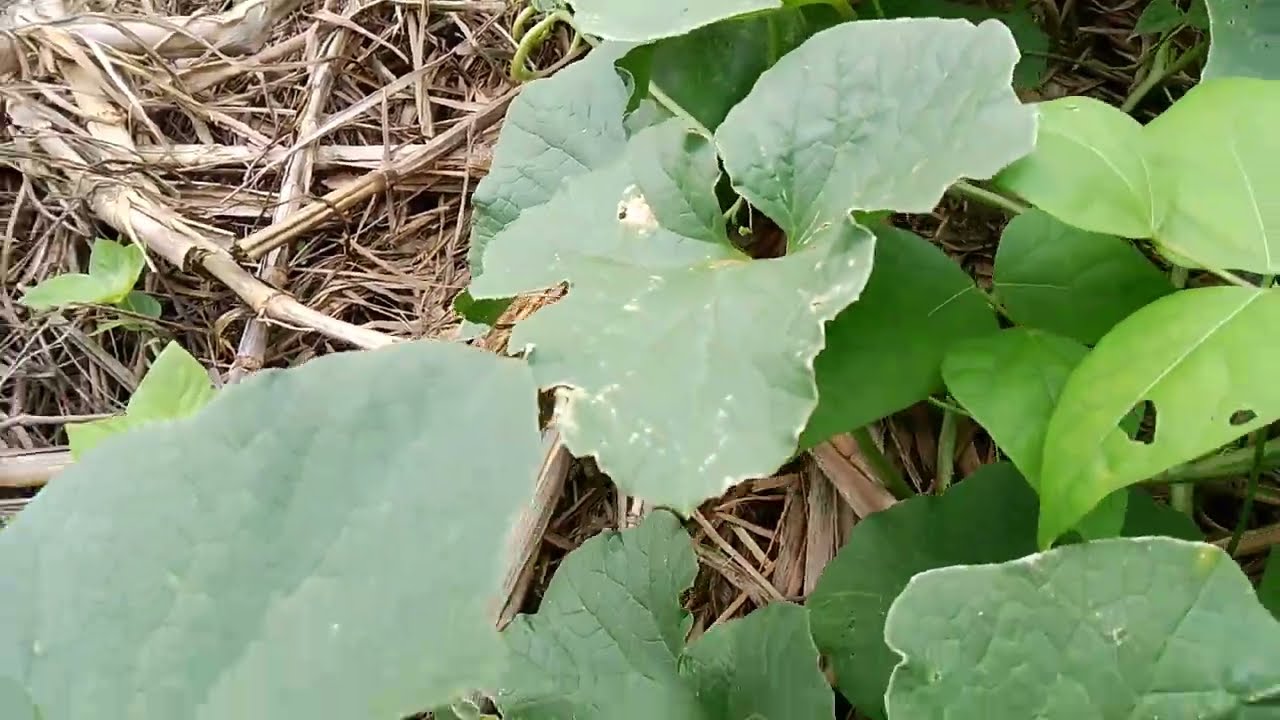 cobertura de solo parte 2@prosacaipira8876