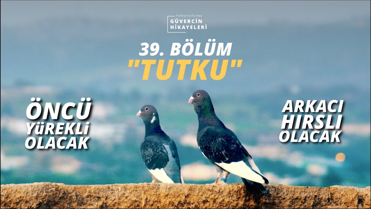 Güvercin Hikayeleri 39. Bölüm | Adana Güvercini Tutkusu | Adana Dewlap | #pigeons  #adanagüvercini