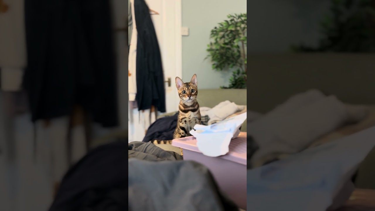 “Mreyyowh”, “mweeeh” 🐈 💕 