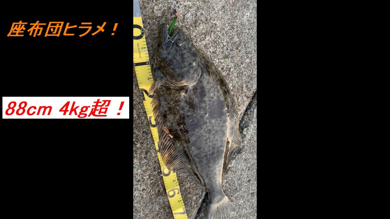 日本鋼管JFE　江　シーバス　座布団ヒラメ　ライトショアジギング　ショアジギング