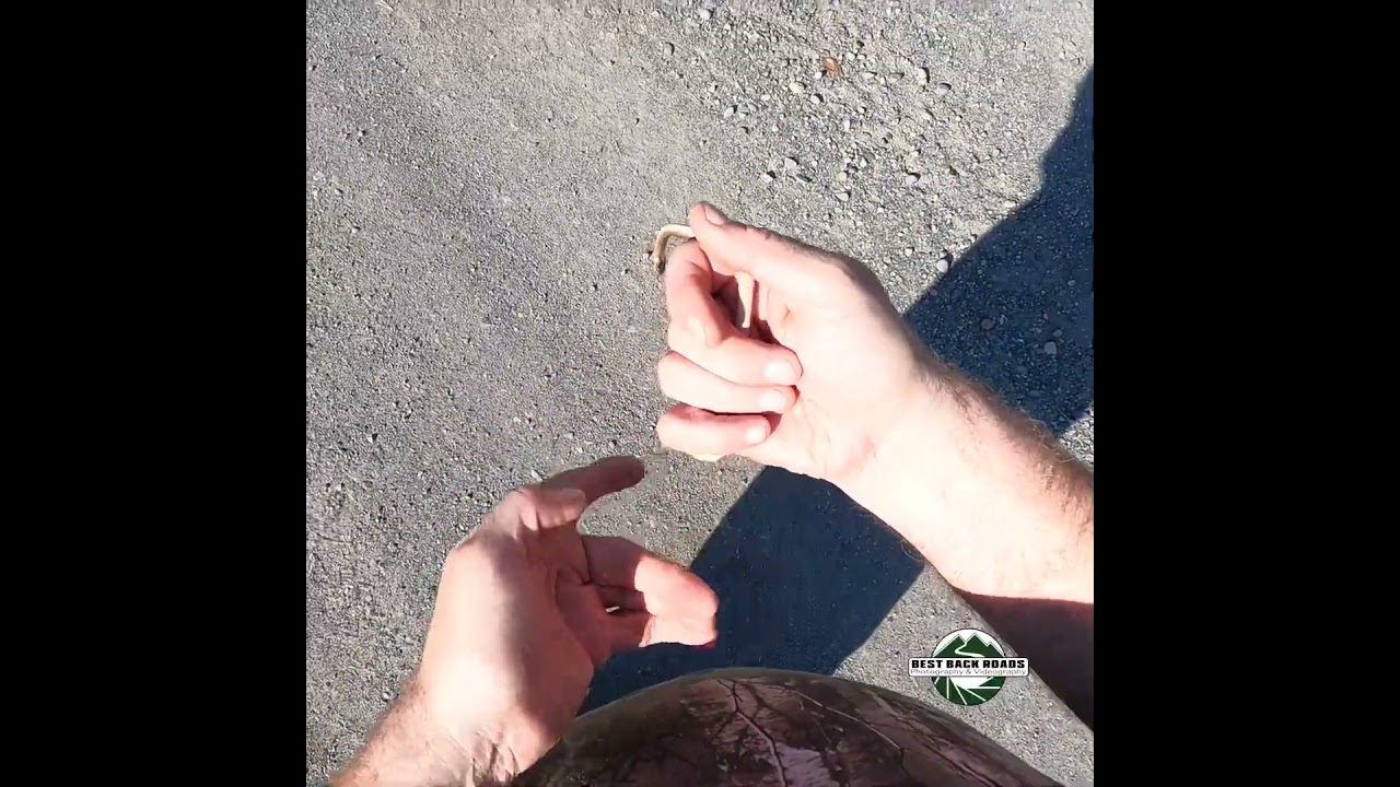 Brownsnake in the Road #snake #bestbackroad