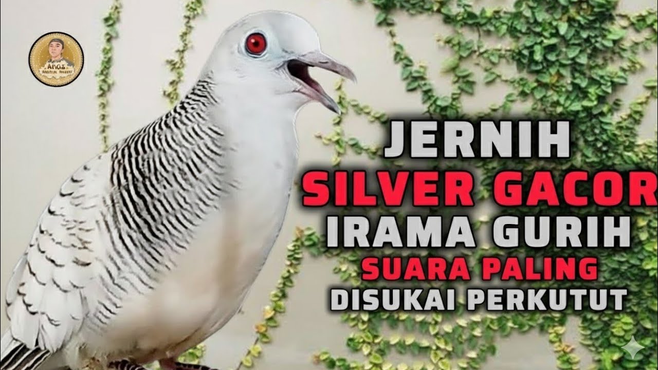 PERKUTUT SILVER GACOR SUARA TEBAL IRAMA MEMANGGIL TEMANNYA ‼️