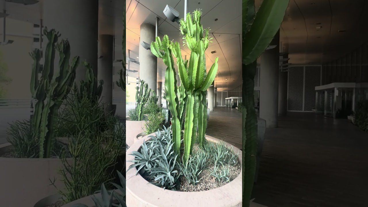 This cactus collection hits different 