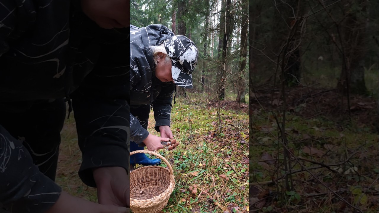 Начало сбора 