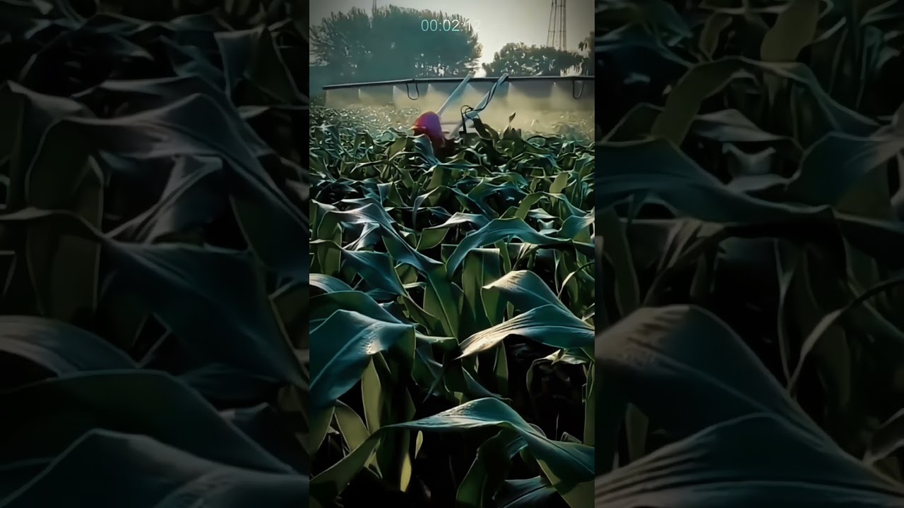 Modern Corn Crop Spraying: Protect Plants from Pests and Diseases! 