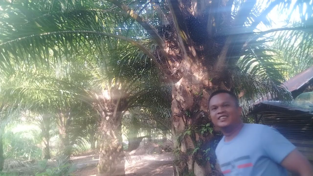 TUTORIAL MANEN SAWIT DI GAMBUT