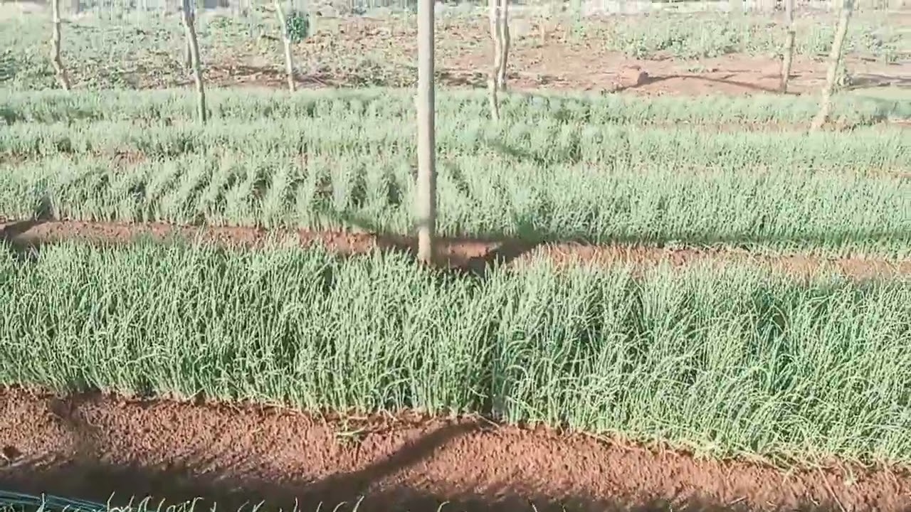 HOW EASY IS IT TO TAKE CARE OF ONION NURSERY ?