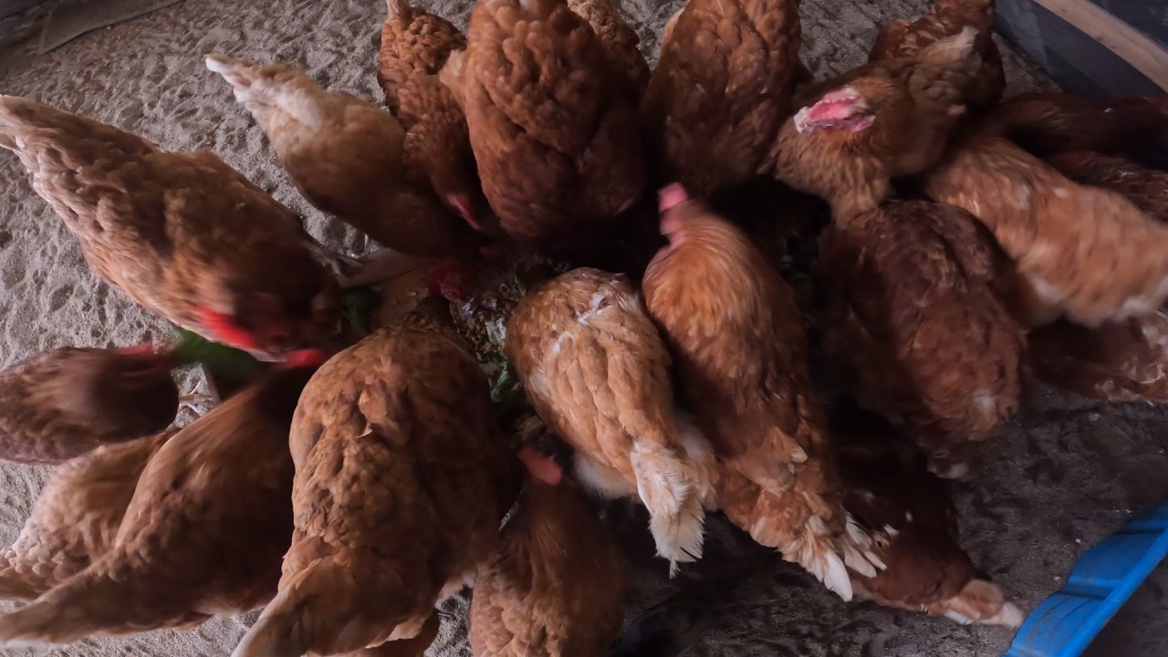Successful chicken food box | Chicken Mail Club