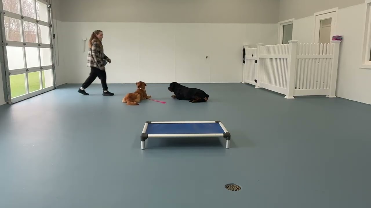 Allie- Working on place, sit, down, come, wait, leave it, gentle, look, and leash walking