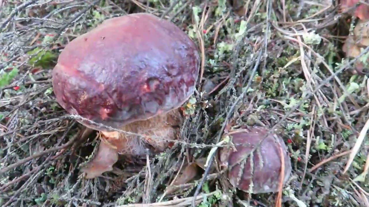 Borowik sosnowy (Boletus pinophilus) 2022