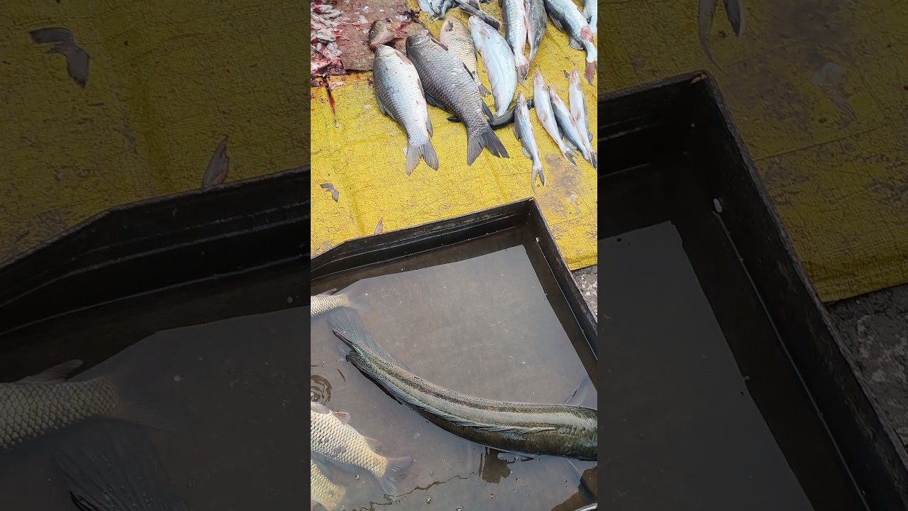 soul fish 800  rupya kg 