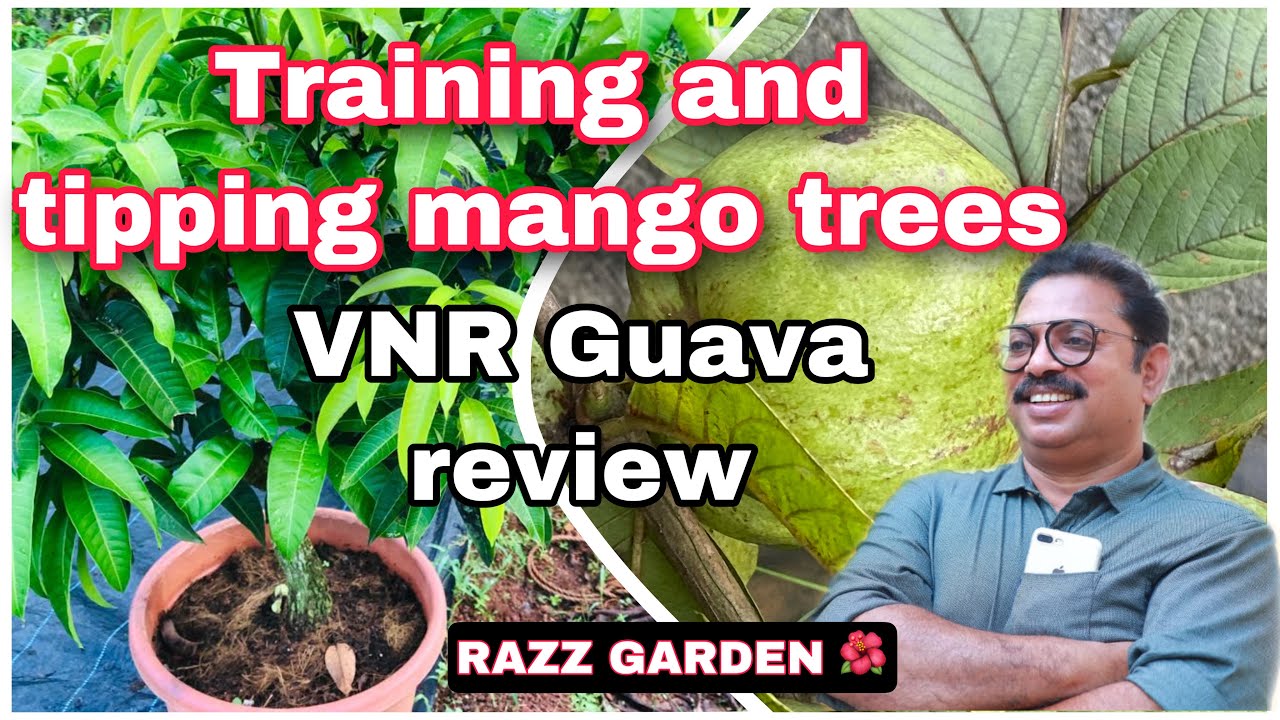 MANGO TREES TRAINING AND TIPPING,Reviews of VNR Guava