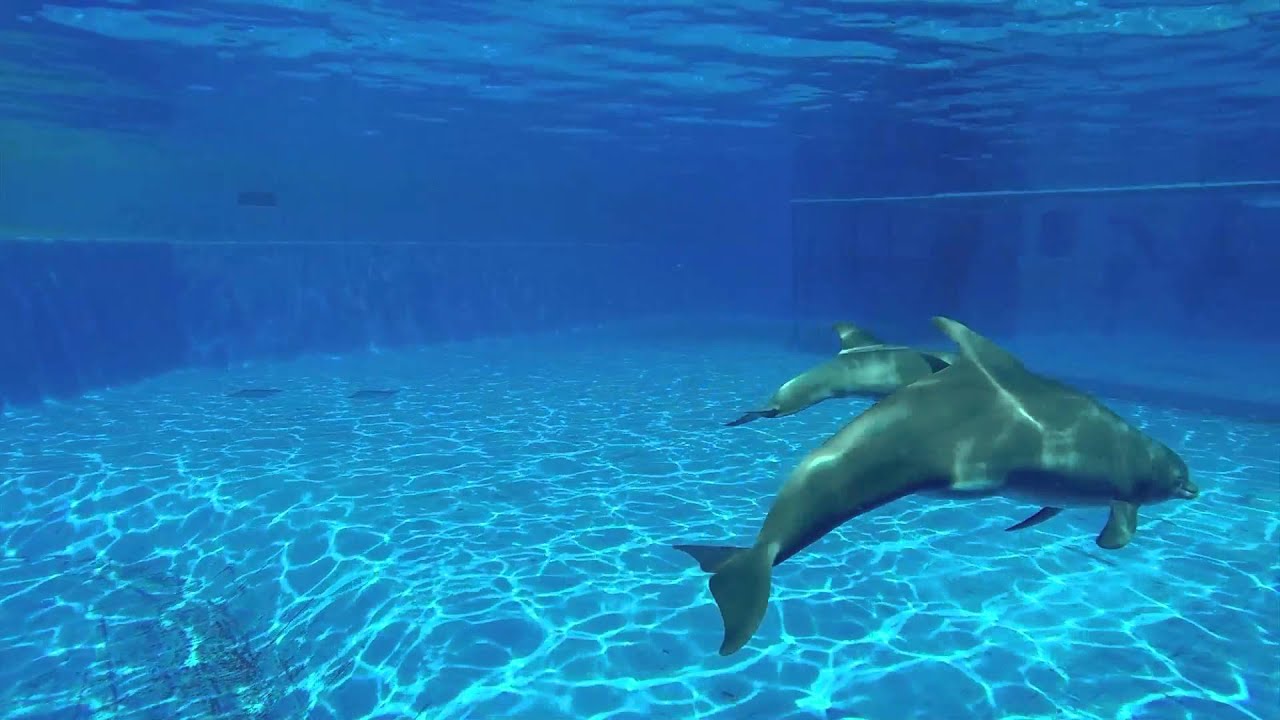 Dazzle's New Dolphin Calf