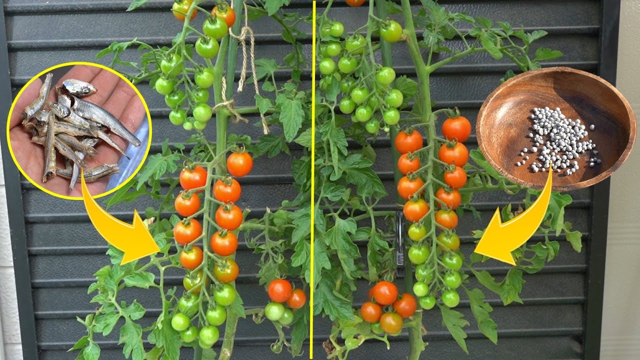 Выращивайте помидоры черри с вяленой рыбой. 【Сравнение органического и обычного земледелия】