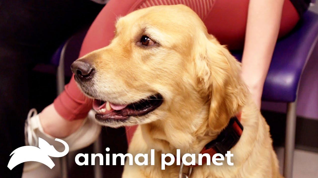Dr. Blue's Unbelievable Journey to Restore Mobility in a Dog | The Vet Life | Animal Planet