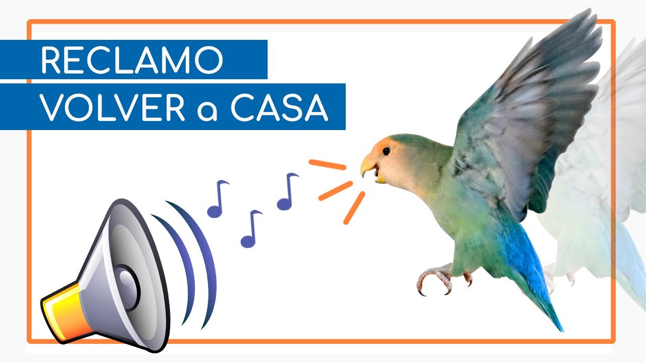 🎶 CANTO de AGAPORNIS 🎶 ~ RECLAMO para ENCONTRAR agapornis PERDIDOS 🏠🦜🍀