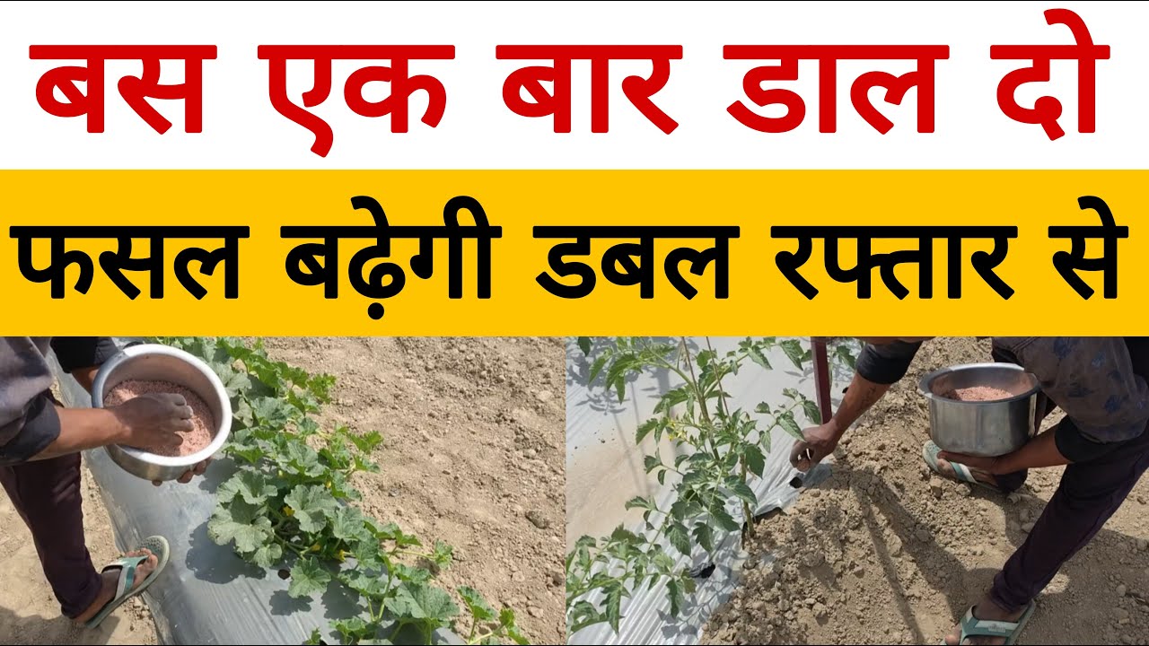 शानदार खाद, एक बार डाल दो फसल बढ़ेगी रॉकेट की रफ्तार से | कीट व रोग भी हो जाएंगे कम |