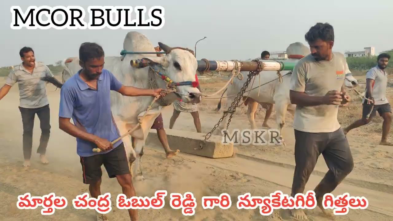 MCOR BULLS 🦁 మార్తల చంద్ర ఓబుల్ రెడ్డి గారి న్యూకేటగిరీ గిత్తల బేటా ... Upcoming Thoofan💥🌋