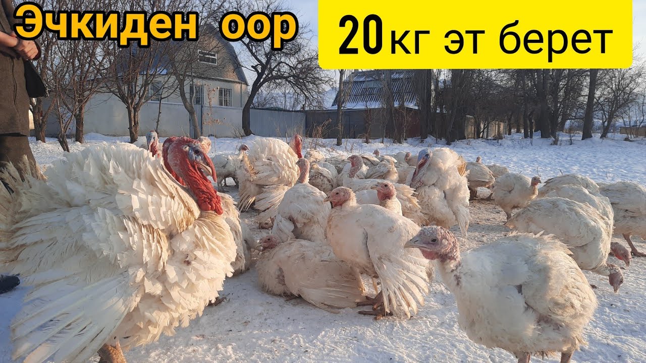 15- 20 кг эт берген БИГ-6 үндүктөрү