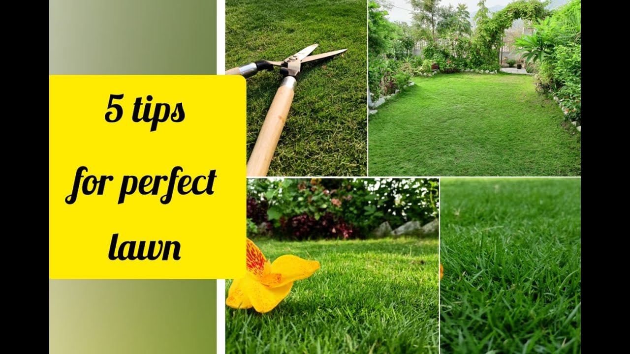 How To Get Lush Green Carpet look lawn| Lawn Care| HINDI