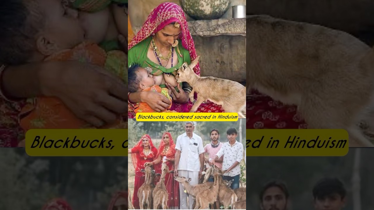 &ldquo;Blackbuck Poaching Case: Salman Khan&rsquo;s Legal Battle&rdquo;Hashtags:#BlackbuckCase #wildlife LegalUpdates