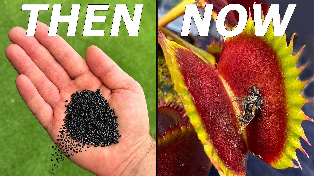 What Happened to the 10 000 Flytrap Seeds We Planted?