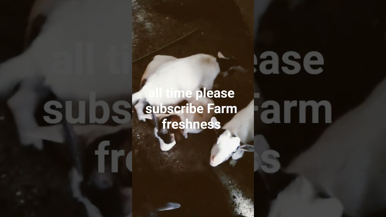 Goats Hate Rain 🌧️📲