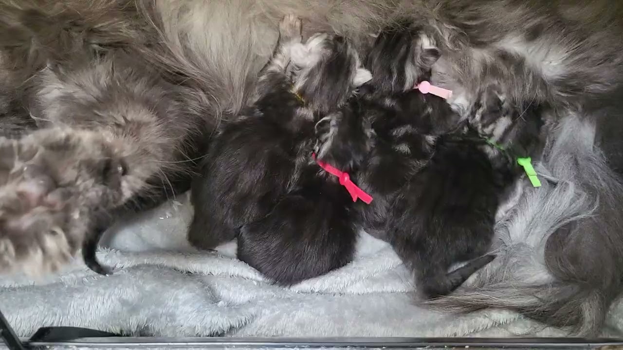 The Maine Coon kittens Lola
