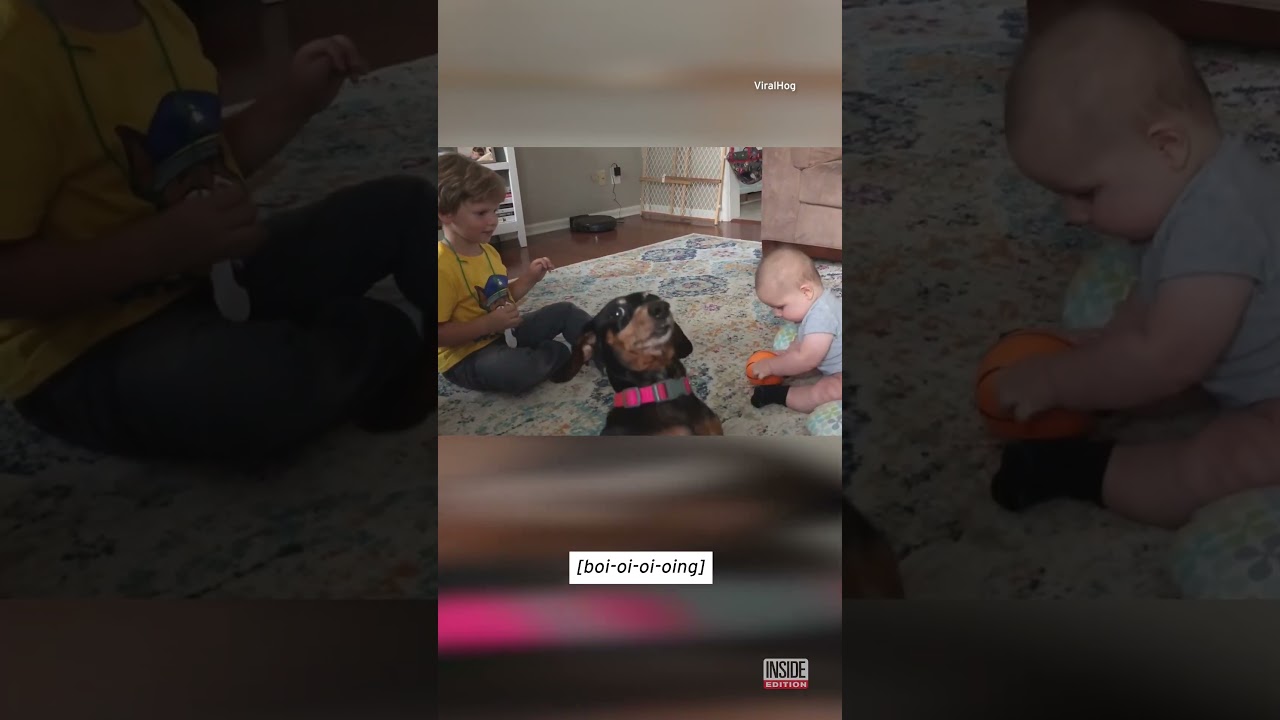 Dog Photobombs Precious Family Moment #shorts