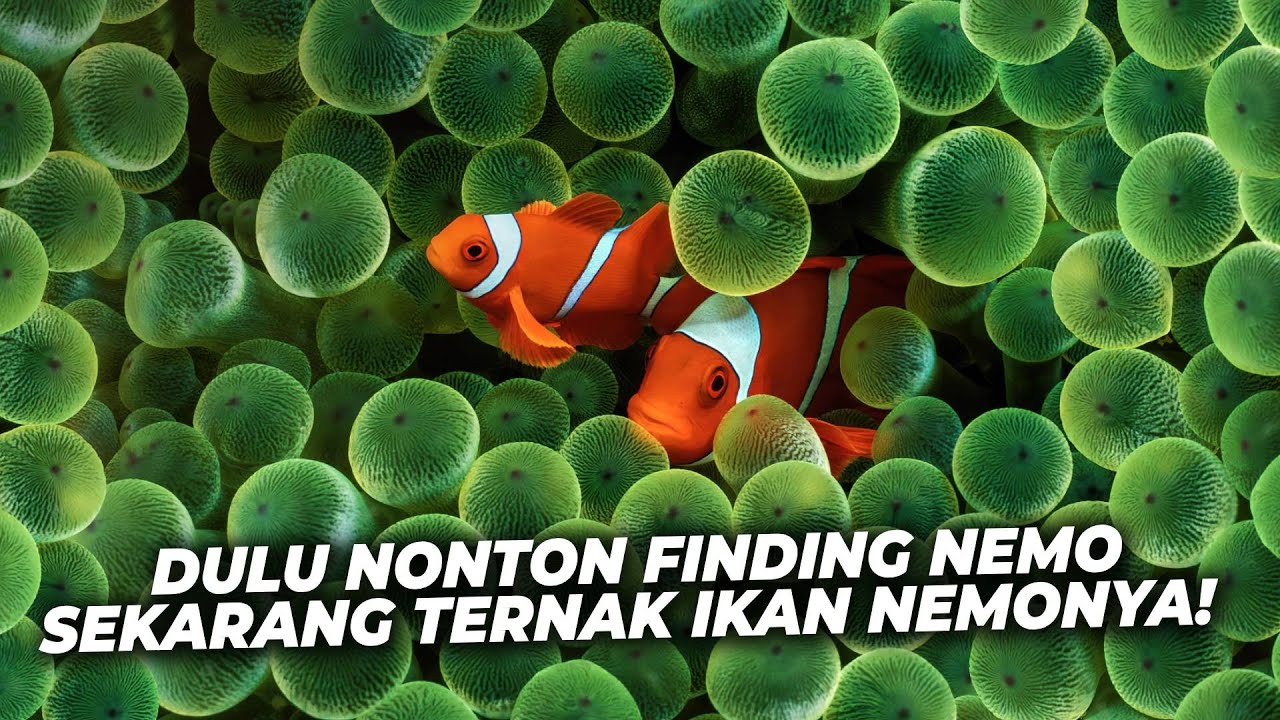 Jogja Reef : Menghidupkan Karakter Finding Nemo! Ternak Ikan Badut di Akuarium Laut!