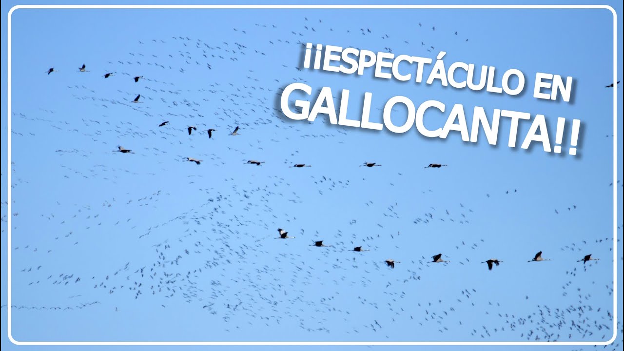 LAGUNA DE GALLOCANTA 🦩 Despedimos a las grullas