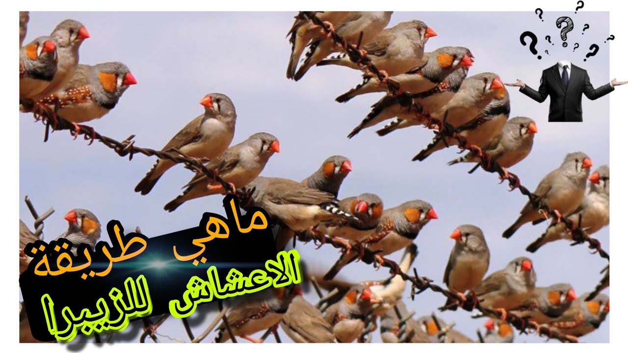 طريقة الاعشاش للطيور الزيبرا؟! وكيف اتتعامل مع الطيور 🐦🤔