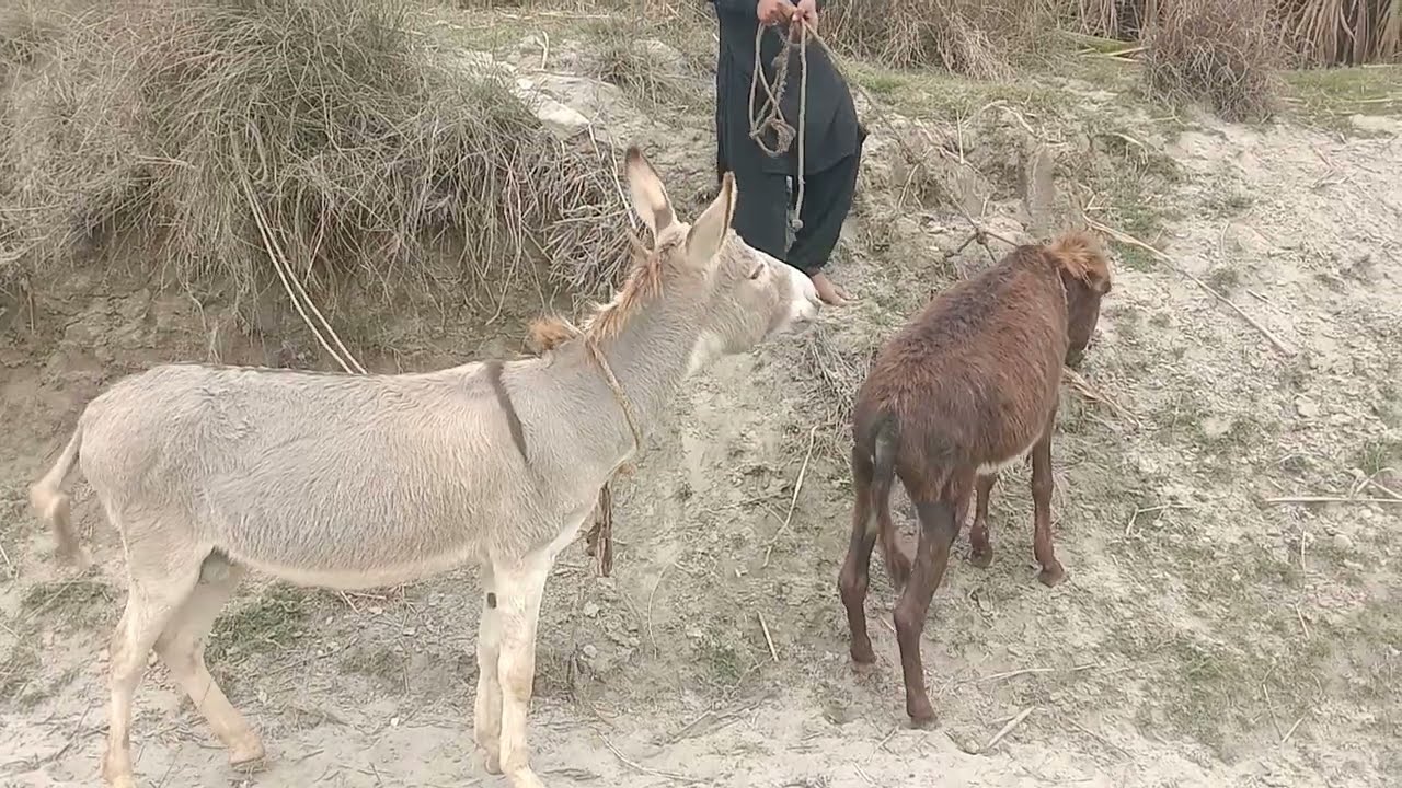 Beautiful donkey power || donkey 🐴🐴🐴 video first time meeting February 17 ,2,2026