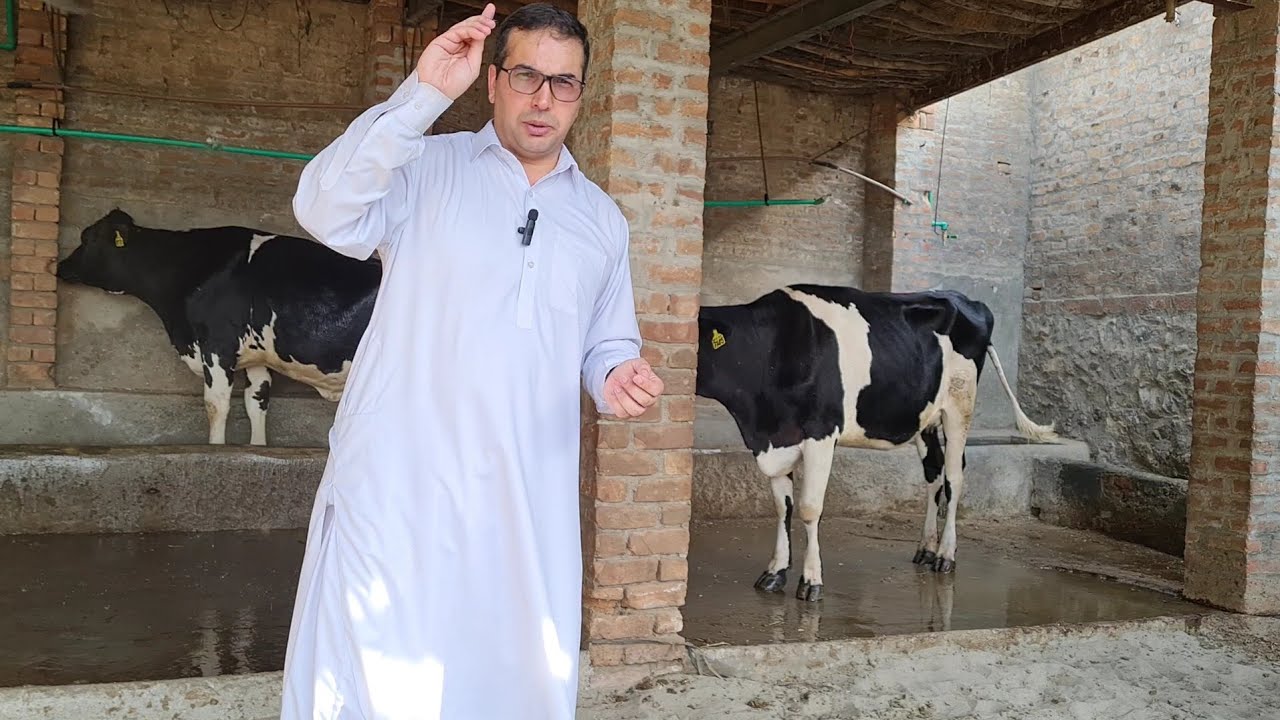 39 - Do Showers Help Cows Cool Down In Summer?