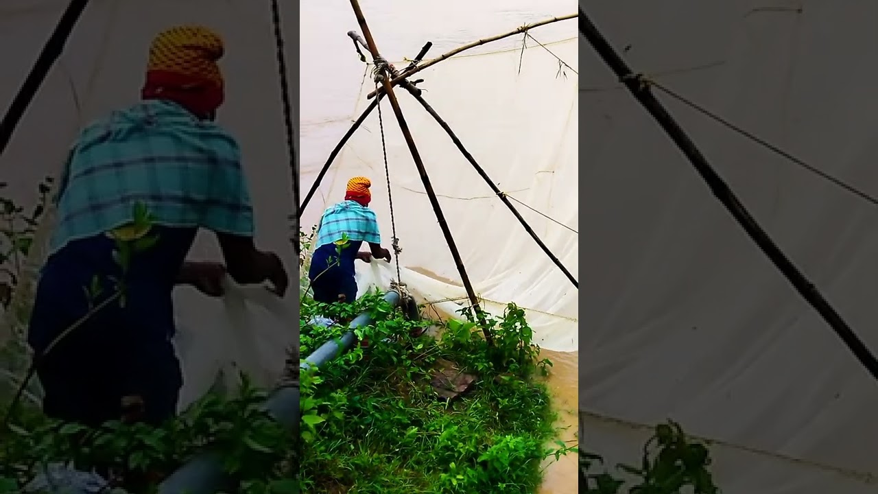 river fisherman 🐟🦐🐠 Damu Desi vlog