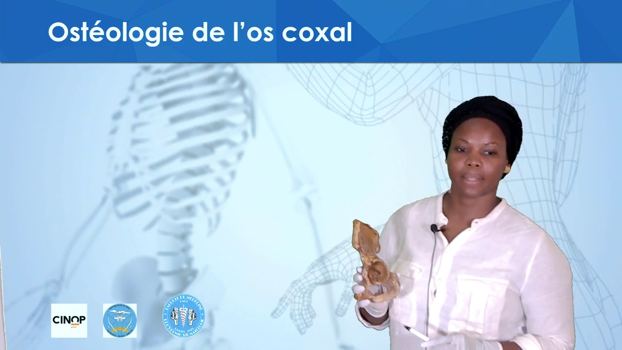 L'os coxal ou os iliaque expliqué avec un os humain