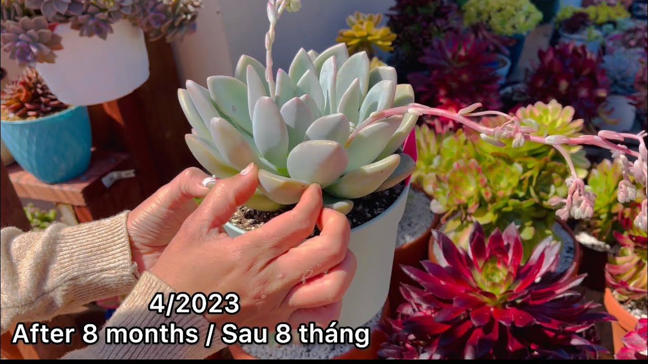 Propagate Graptoveria Opalina || Succulent Garden||  Nhân Giống Sen Đá