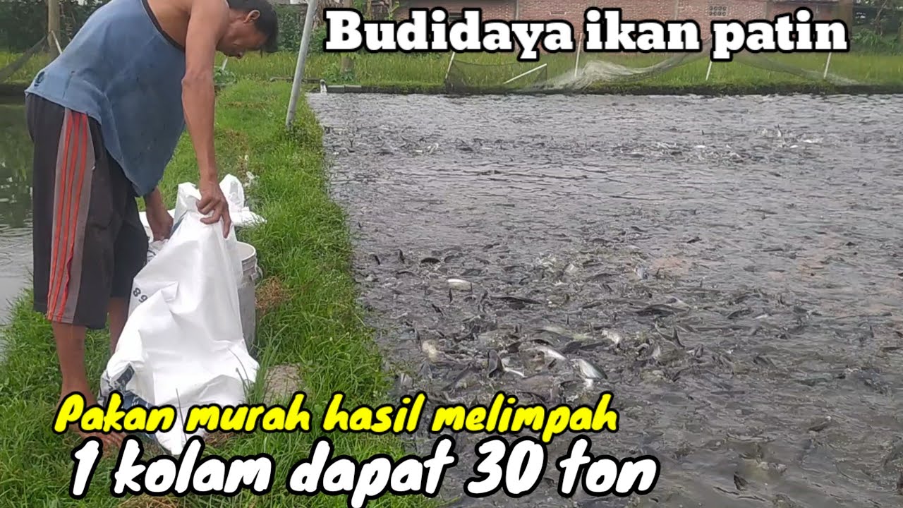Keuntungan Budidaya ikan patin | pakan murah hasil melimpah