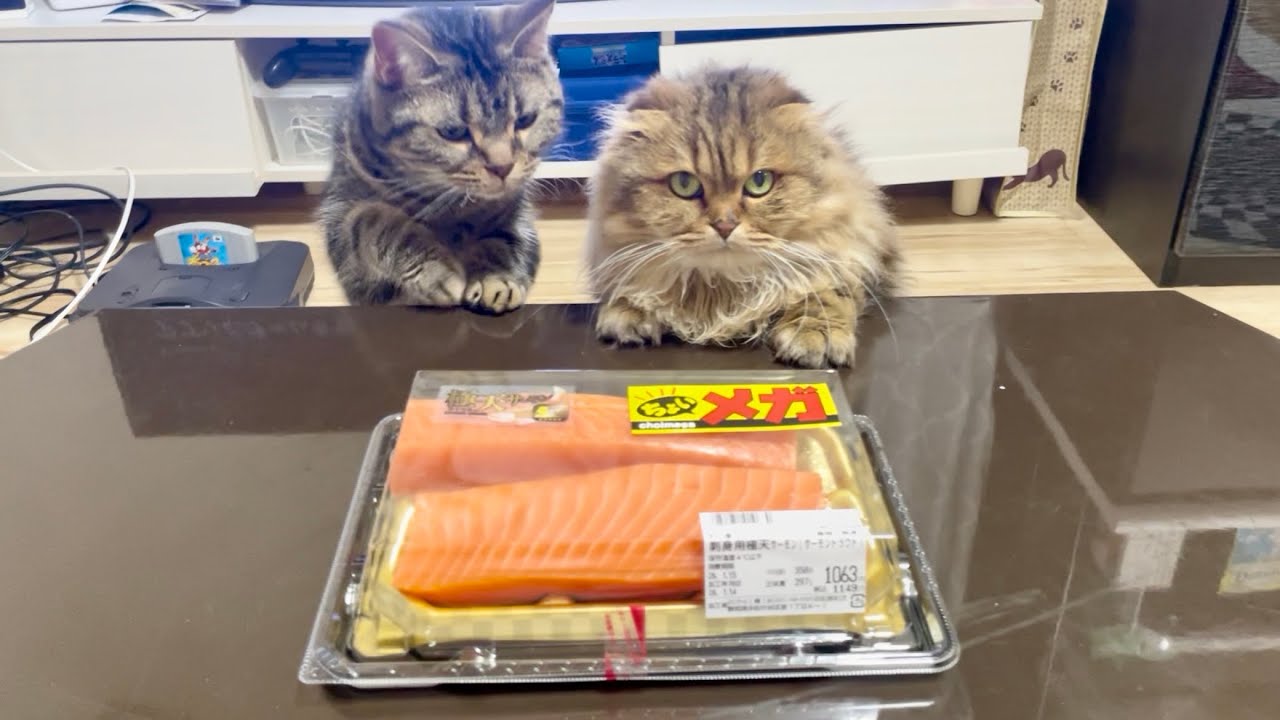 メガサーモンの迫力に負けて全力で奪いに来てしまった猫