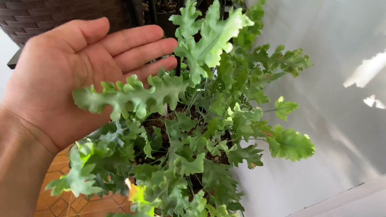 Мои Папоротники ( часть 1 )